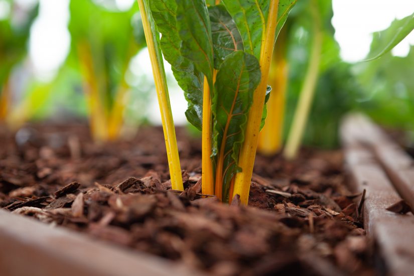 L’orto sperimentale e bio sul tetto della Fao