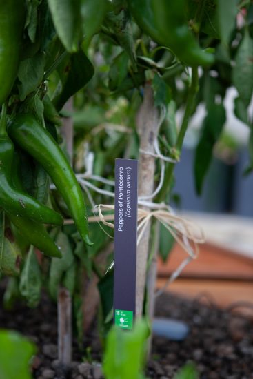 L’orto sperimentale e bio sul tetto della Fao