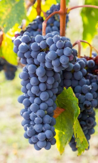 Carpineto Estate, Montalcino, Tuscany, Italy