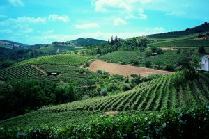 La Bersano, tra le realtà più importanti del Piemonte, diventa al 100% della famiglia Massimelli