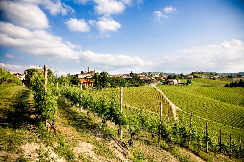 I vigneti della Cascina Bricco Boschis Cavallotto, a Castiglione Falletto, nel territorio del Barolo