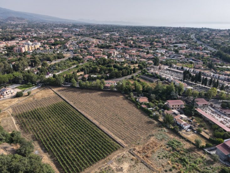 La vigna urbana di Catania, ai piedi dell’Etna