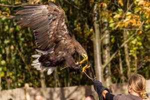 La bellezza del Chianti Classico e la falconeria patrimonio Unesco: il progetto di Rocca delle Macìe