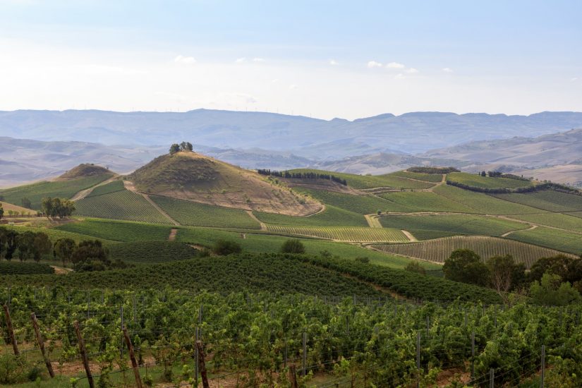 La sostenibilità secondo Tasca d’Almerita © Benedetto Tarantino