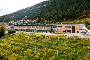 Investimento su storia e territorio: Caviro rimette la Gerardo Cesari al centro della Valpolicella