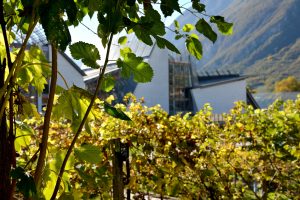Back to the origins and the value of resistant vines: in Trentino, the vineyard moves to the museum
