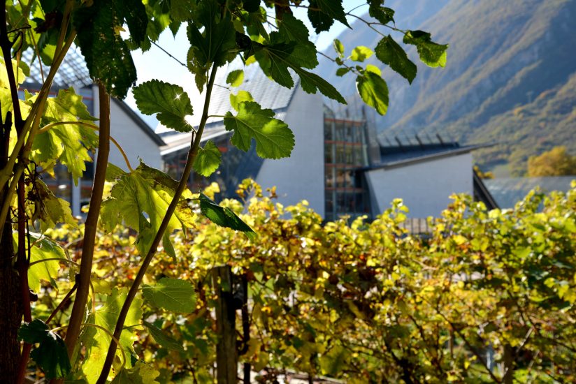 Il Giardino dell’Uva del Muse di Trento, firmato Endrizzi