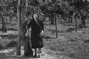 Tutela e valorizzazione delle vecchie vigne: Feudi San Gregorio alla “The Old Vine Conference”