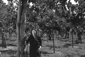 Feudi San Gregorio at “The Old Vine Conference”: Protecting and enhancing of old vineyards Feudi San Gregorio at “The Old Vine Conference”: Protecting and enhancing of old vineyards
