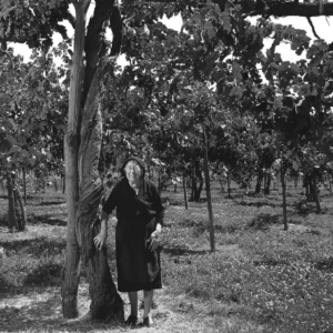 Dall&rsquo;Irpina al Vulture, da Bolgheri a Pompei: i 40 anni di progetti di Feudi di San Gregorio