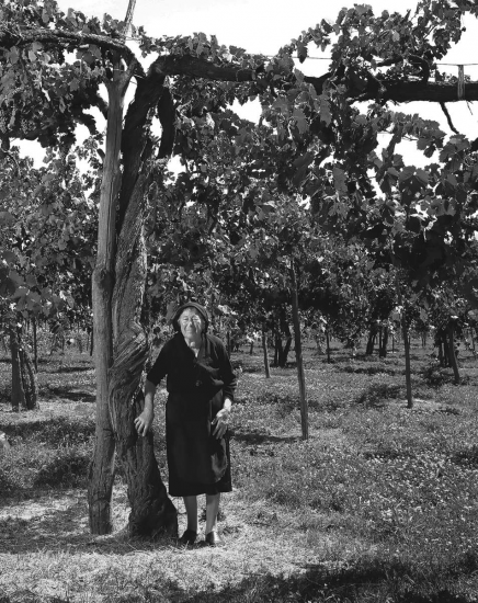 I “patriarchi della vite” a Feudi di San Gregori in Irpinia