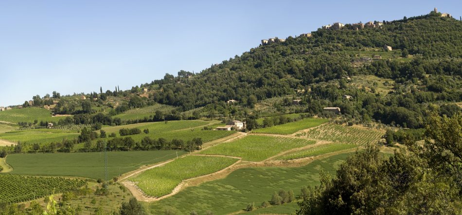 La Tenuta Le Chiuse a Montalcino, di Simonetta Valiani Biondi Santi
