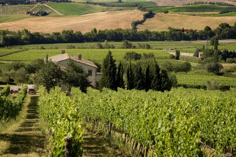 La Tenuta Le Chiuse a Montalcino, di Simonetta Valiani Biondi Santi
