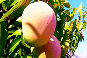 Dal mango alle banane, boom di frutta tropicale in Italia. Coltivazioni raddoppiate in 3 anni