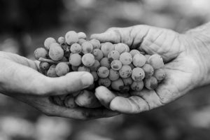 Vino e partnership, Terre Cevico rafforza la collaborazione con Orion Wines Vino e partnership, Terre Cevico rafforza la collaborazione con Orion Wines