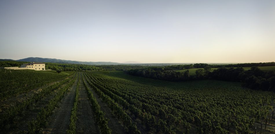 I vigneti di Masseto