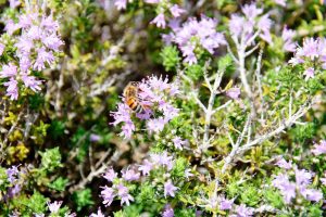 Miele di Timo Ibleo Presidio SlowFood