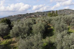 L&rsquo;uliveto di Leonardo da Vinci torna in vita: in arrivo l&rsquo;olio Evo dedicato al Genio Italiano