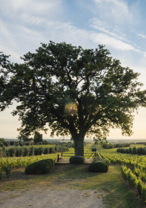 La luce Uv migliora colore e profumo del vino: lo studio dell&rsquo;Universit&agrave; di Pisa con Ornellaia