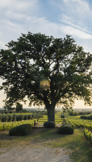 La luce Uv migliora colore e profumo del vino: lo studio dell&rsquo;Universit&agrave; di Pisa con Ornellaia