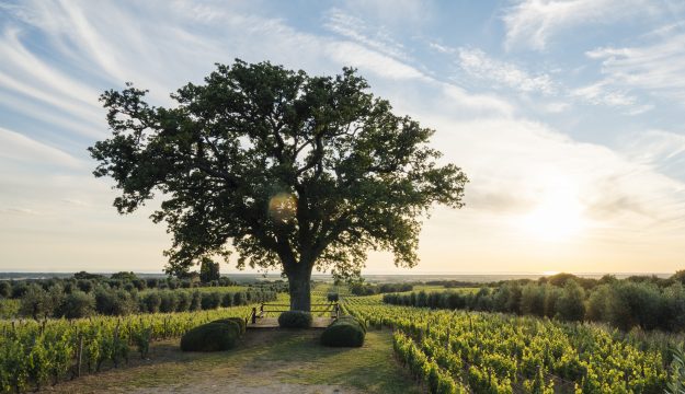 La luce Uv migliora colore e profumo del vino: lo studio dell&rsquo;Universit&agrave; di Pisa con Ornellaia