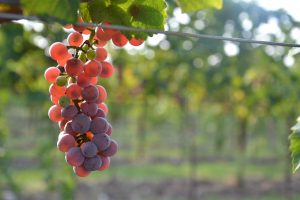 Nell’annus horribilis della Peronospora si accendono i riflettori sui vini Piwi