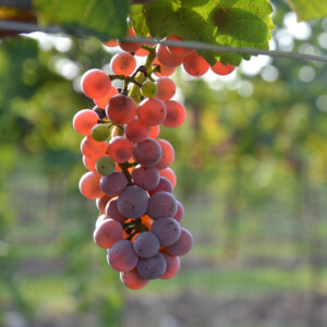 Vitigni resistenti: il ruolo e le sfide dei Piwi nelle denominazioni d’origine italiane