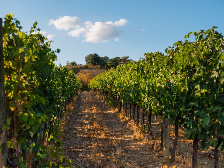 Sassoregale, la tenuta maremmana di Santa Margherita