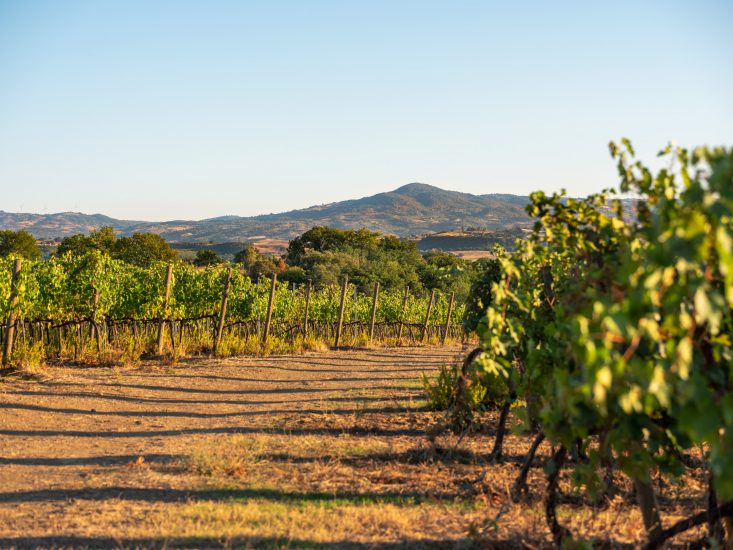 Sassoregale, la tenuta maremmana di Santa Margherita