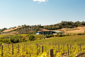 Santa Margherita Gruppo Vinicolo grows in the Maremma area, with another 28.8 hectares of vineyards
