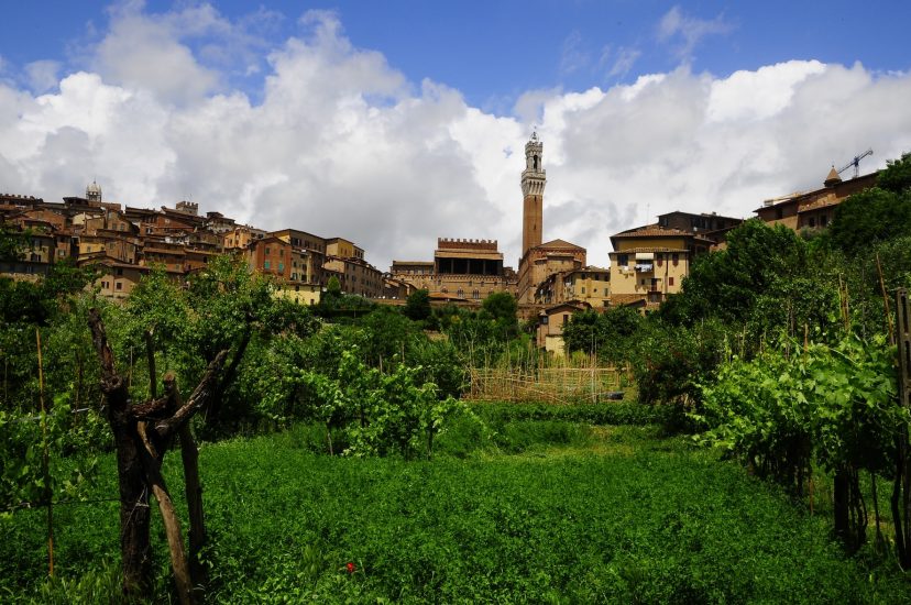 I vigneti murati di Siena nel progetto Senarum Vinea