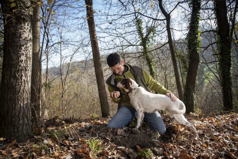 Tartufo bianco, buona qualità, poca quantità (ph: Tino Gerbaldo) 