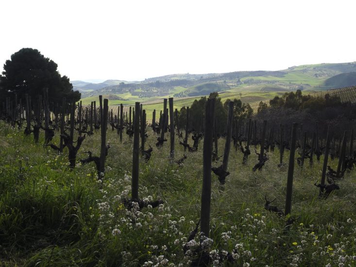 La sostenibilità secondo Tasca d’Almerita ©Cesura