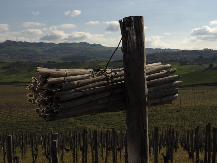 La sostenibilità secondo Tasca d’Almerita