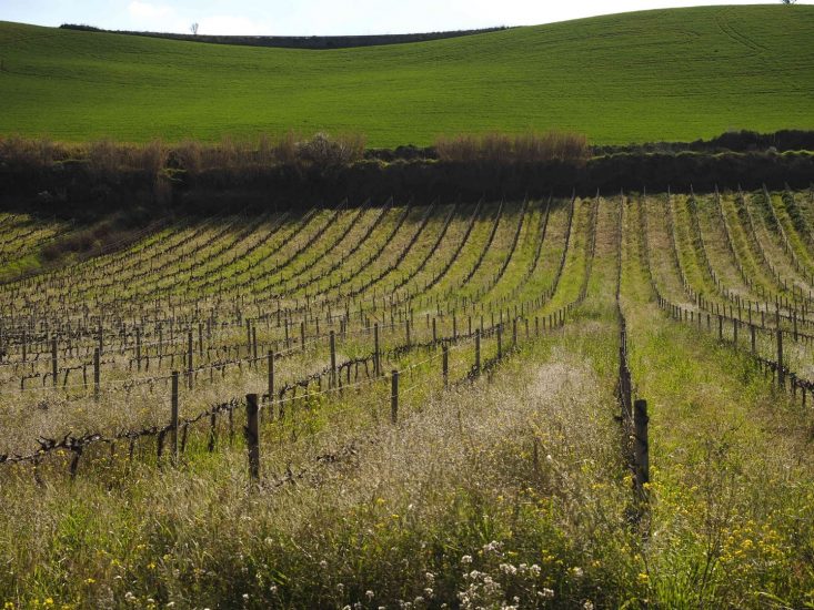 La sostenibilità secondo Tasca d’Almerita © Cesura