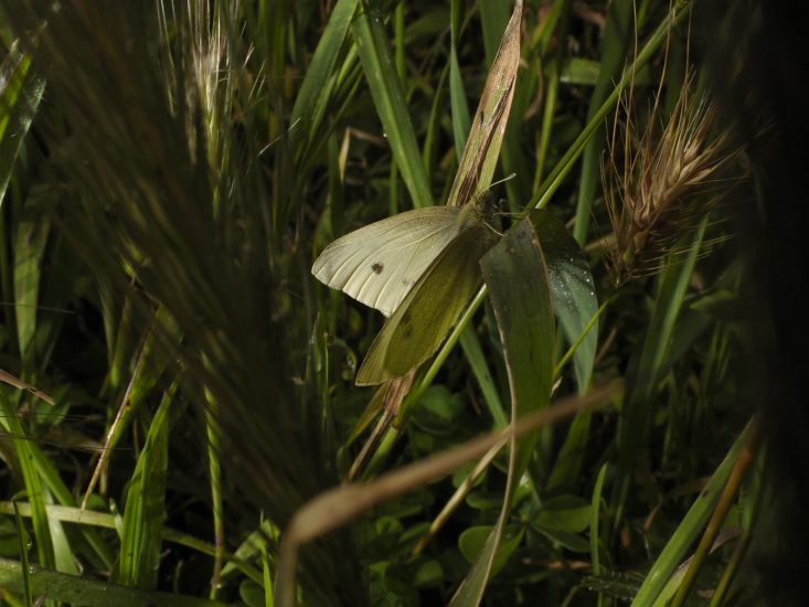 La sostenibilità secondo Tasca d’Almerita © Cesura