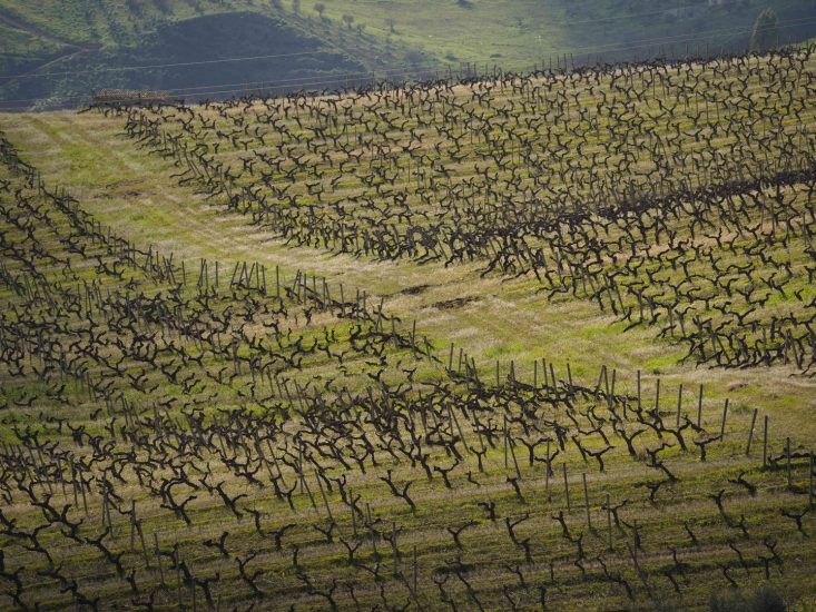 La sostenibilità secondo Tasca d’Almerita © Cesura