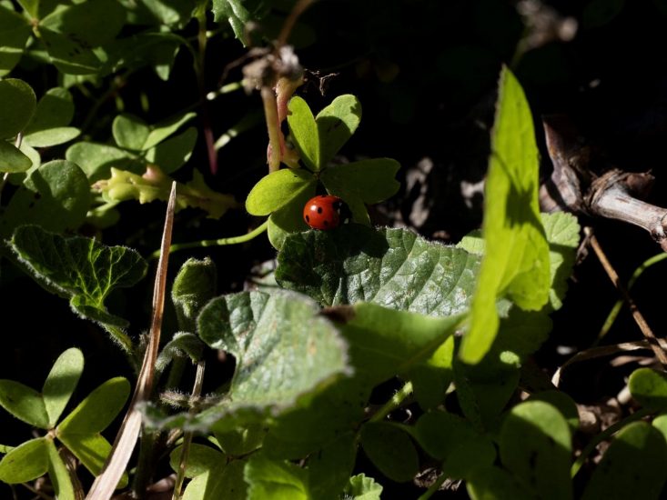 La sostenibilità secondo Tasca d’Almerita © Cesura