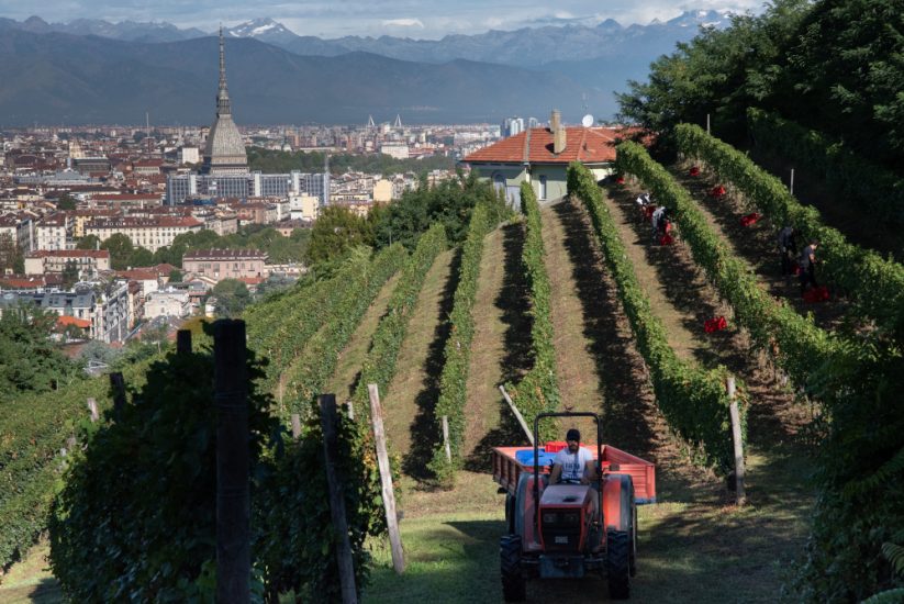 La Vigna della Regina di Torino