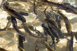 Troticoltura Armanini, Trote delle Alpi