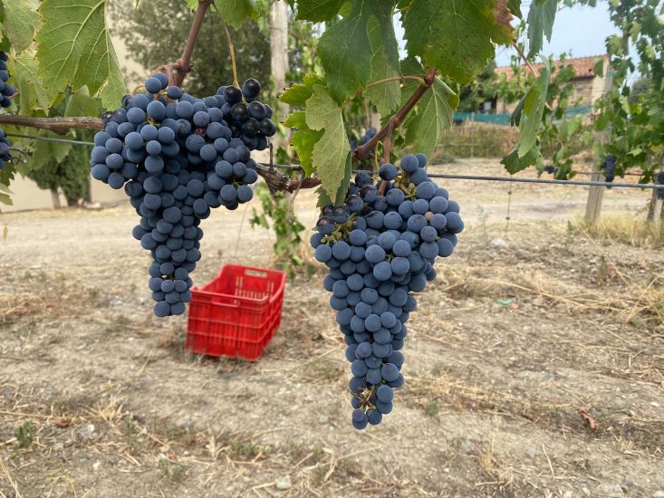 Il bilancio della vendemmia 2021