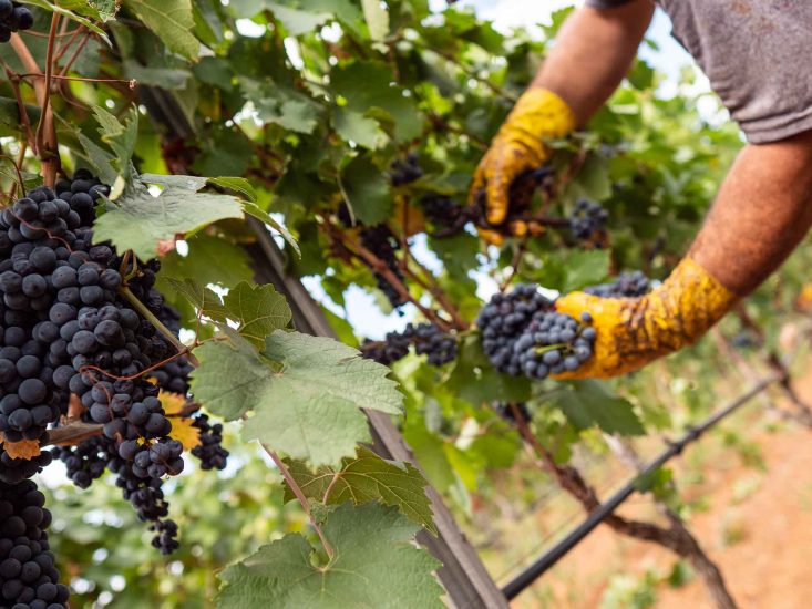 Il bilancio della vendemmia 2021