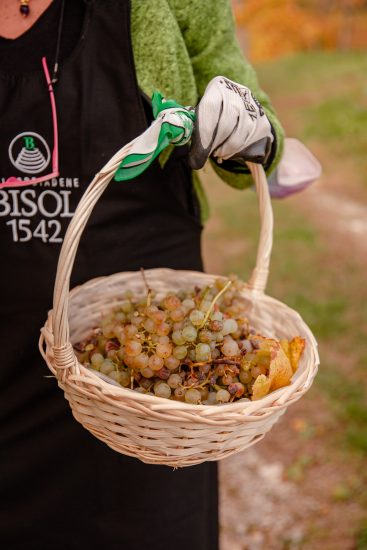 La Vendemmia di San Martino da Bisol