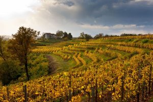 Autunno nel Collio friulano tra grandi vini, cucina di confine, musica d&rsquo;autore e foliage