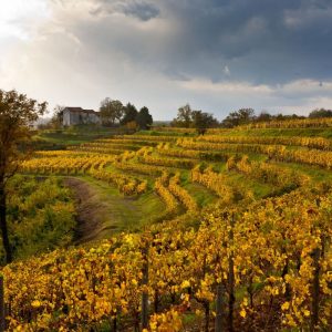 Autunno nel Collio friulano tra grandi vini, cucina di confine, musica d&rsquo;autore e foliage