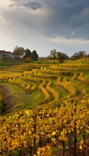 Autunno nel Collio friulano tra grandi vini, cucina di confine, musica d&rsquo;autore e foliage