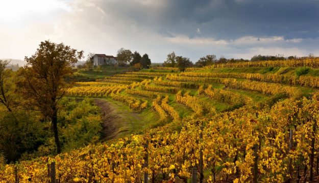 Autunno nel Collio friulano tra grandi vini, cucina di confine, musica d&rsquo;autore e foliage