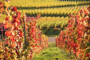 Agroalimentare italiano, in crescita l’export e l’indice del fatturato, in calo il sentiment