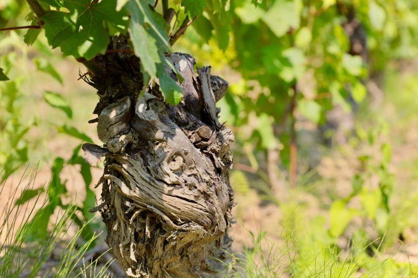 Il Grignolino nei vigneti di Hic et Nunc