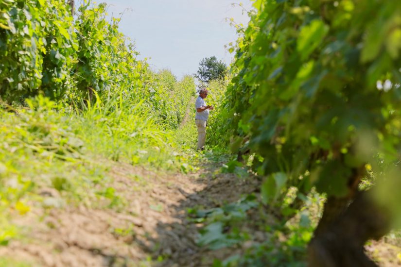 Il Grignolino nei vigneti di Hic et Nunc